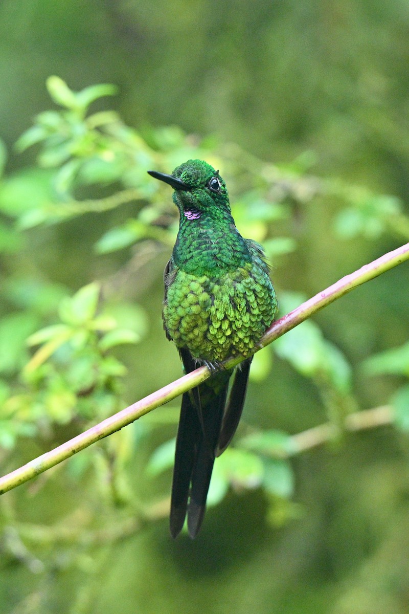 Brillant impératrice - ML646763460