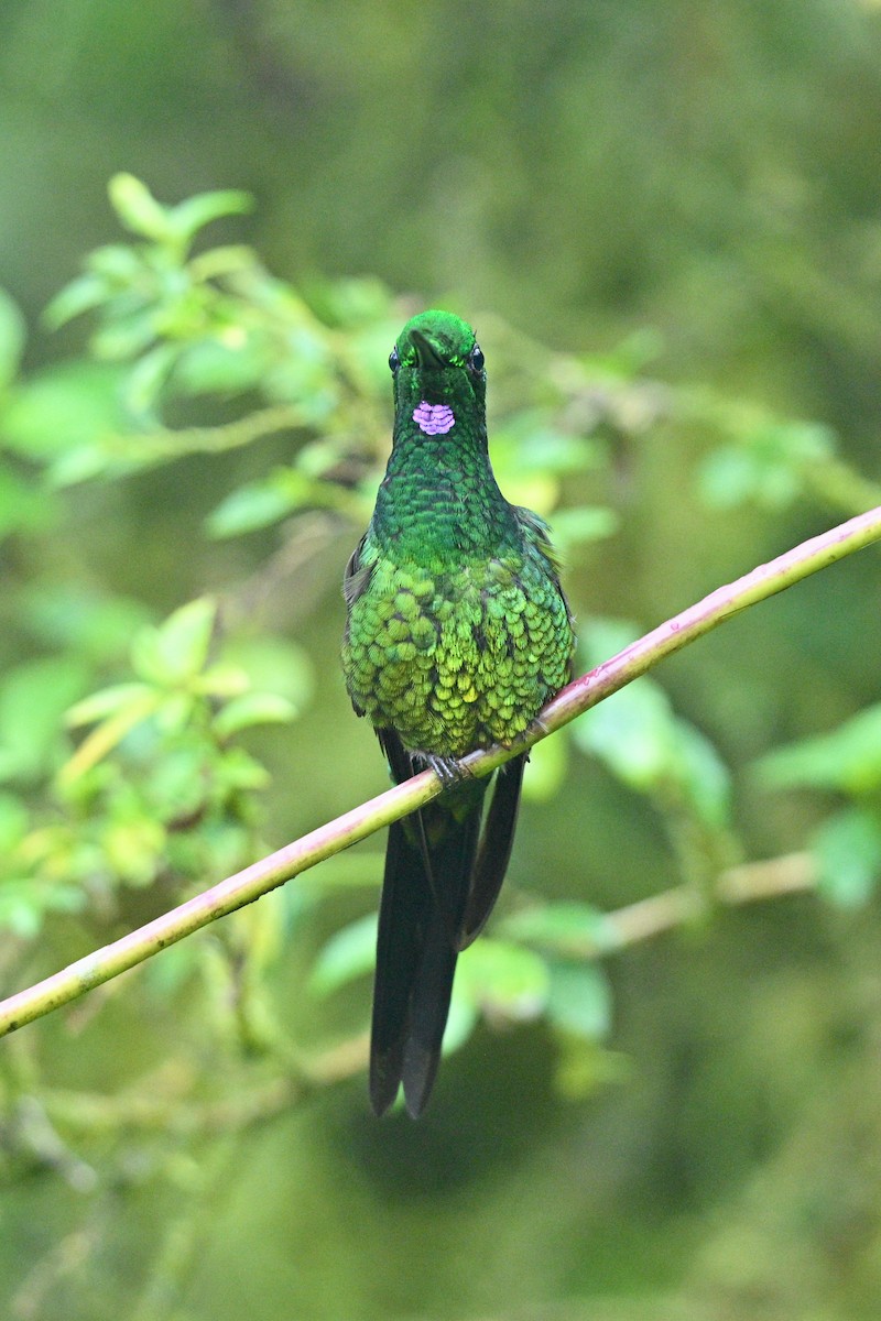 Brillant impératrice - ML646763461