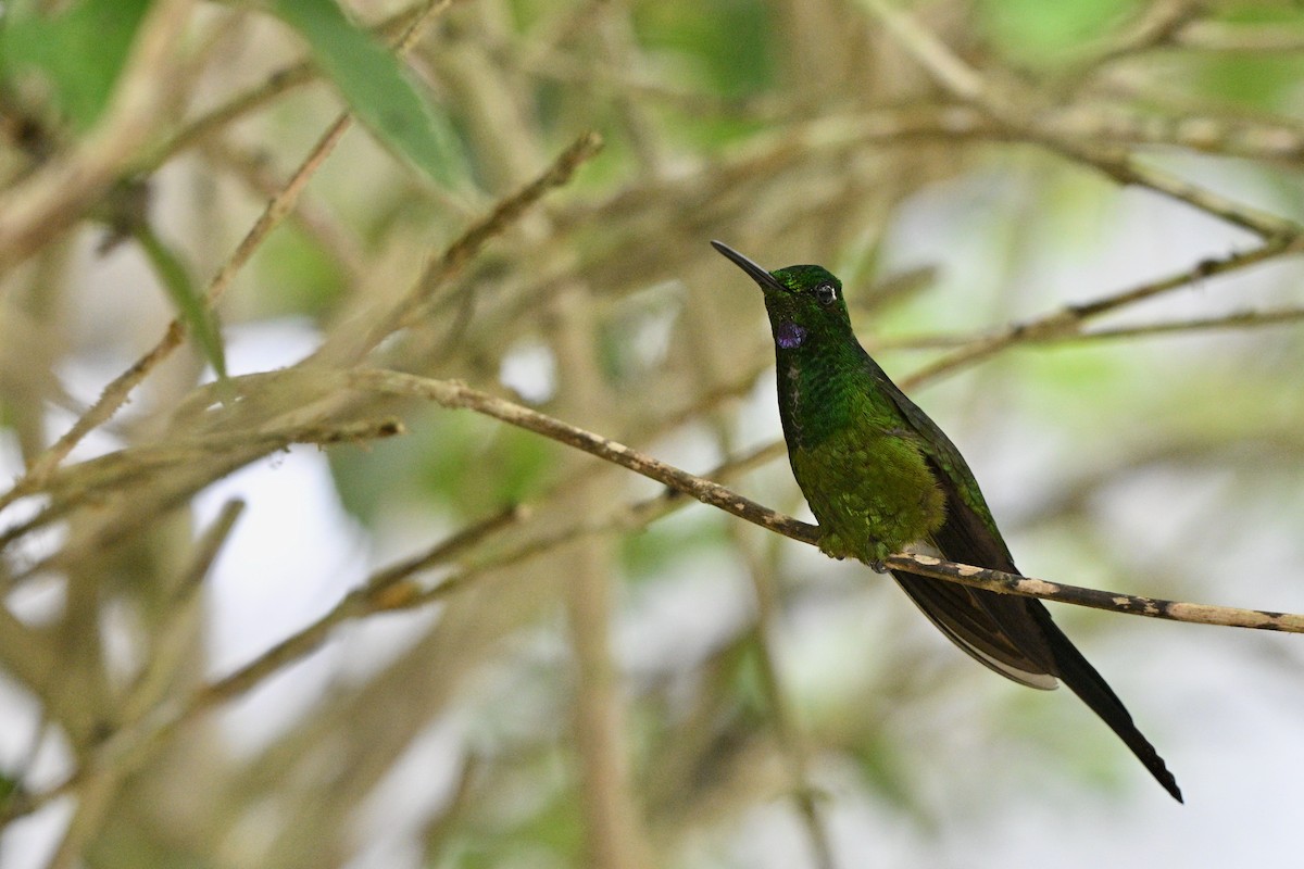 Brillant impératrice - ML646763462