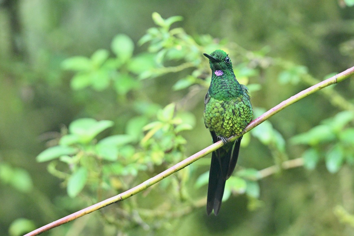 Brillant impératrice - ML646763464