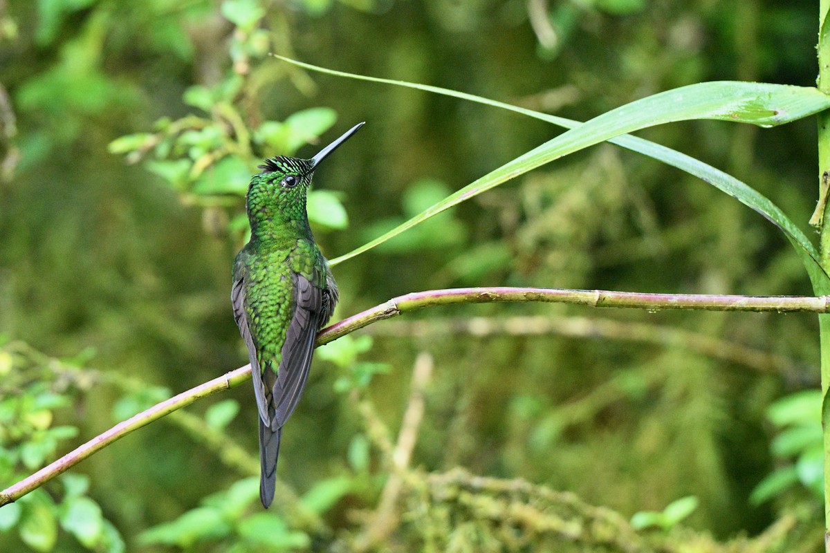 Brillant impératrice - ML646763465