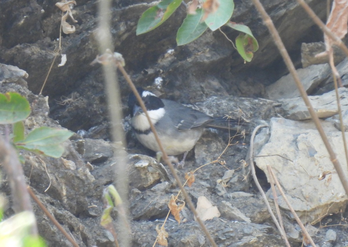 Black-capped Sparrow - ML646763466