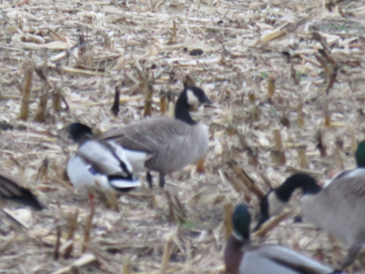 Малая канадская казарка - ML646763472