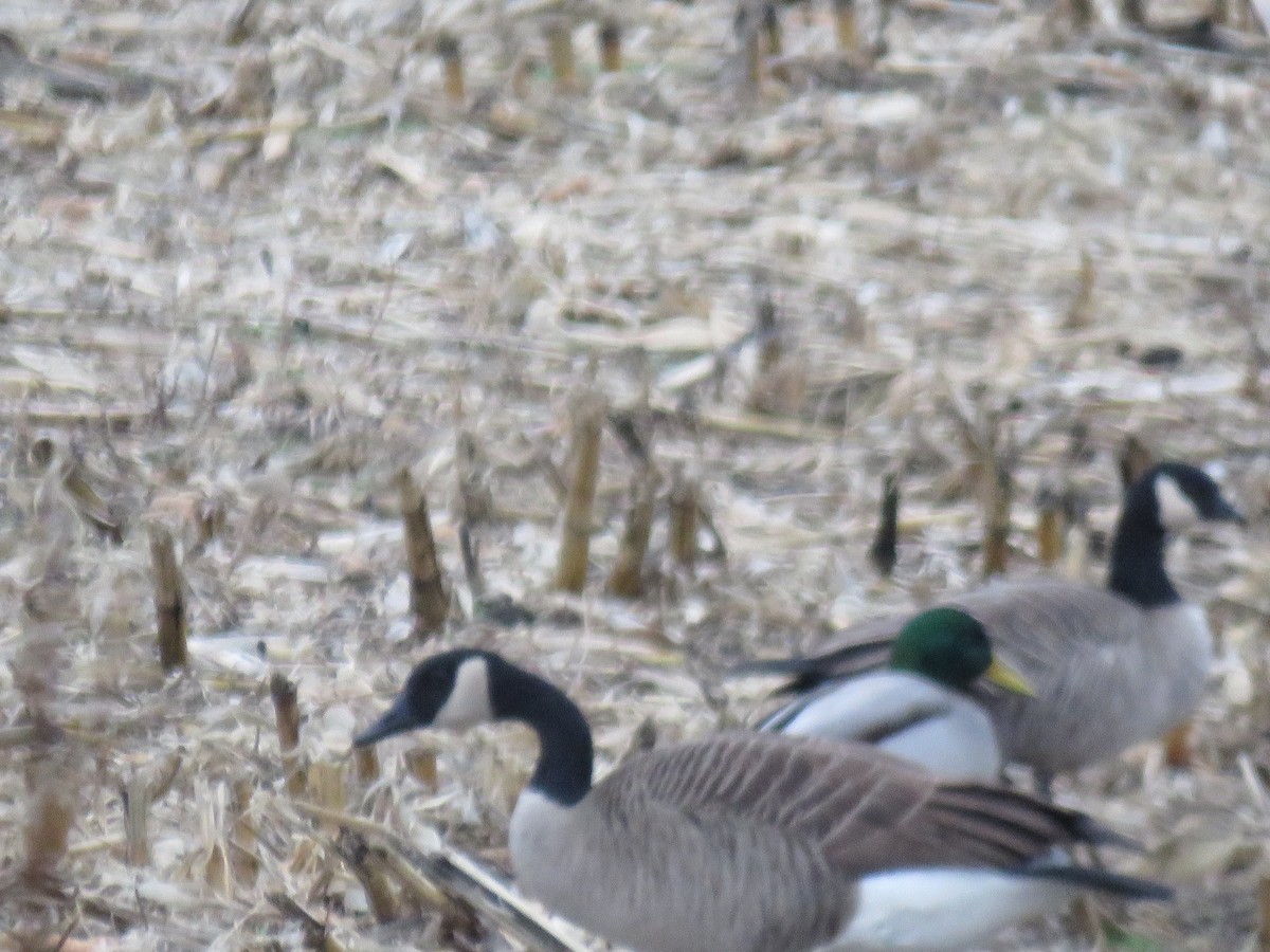 Малая канадская казарка - ML646763473