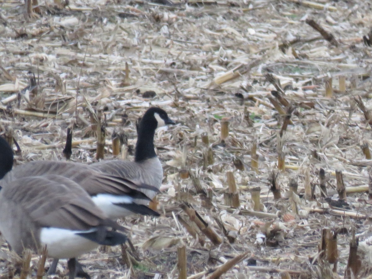 Малая канадская казарка - ML646763474