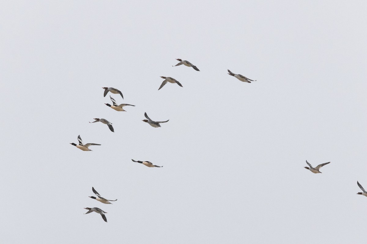 カワアイサ - ML646763475