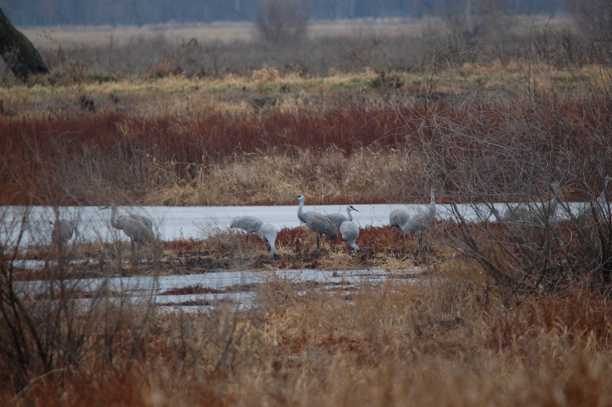 Sandhill Crane - ML646763476