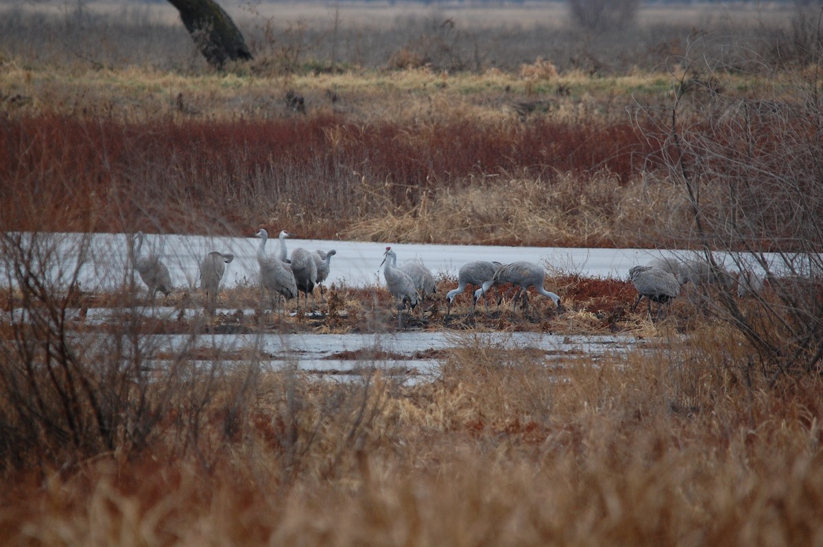 Sandhill Crane - ML646763477