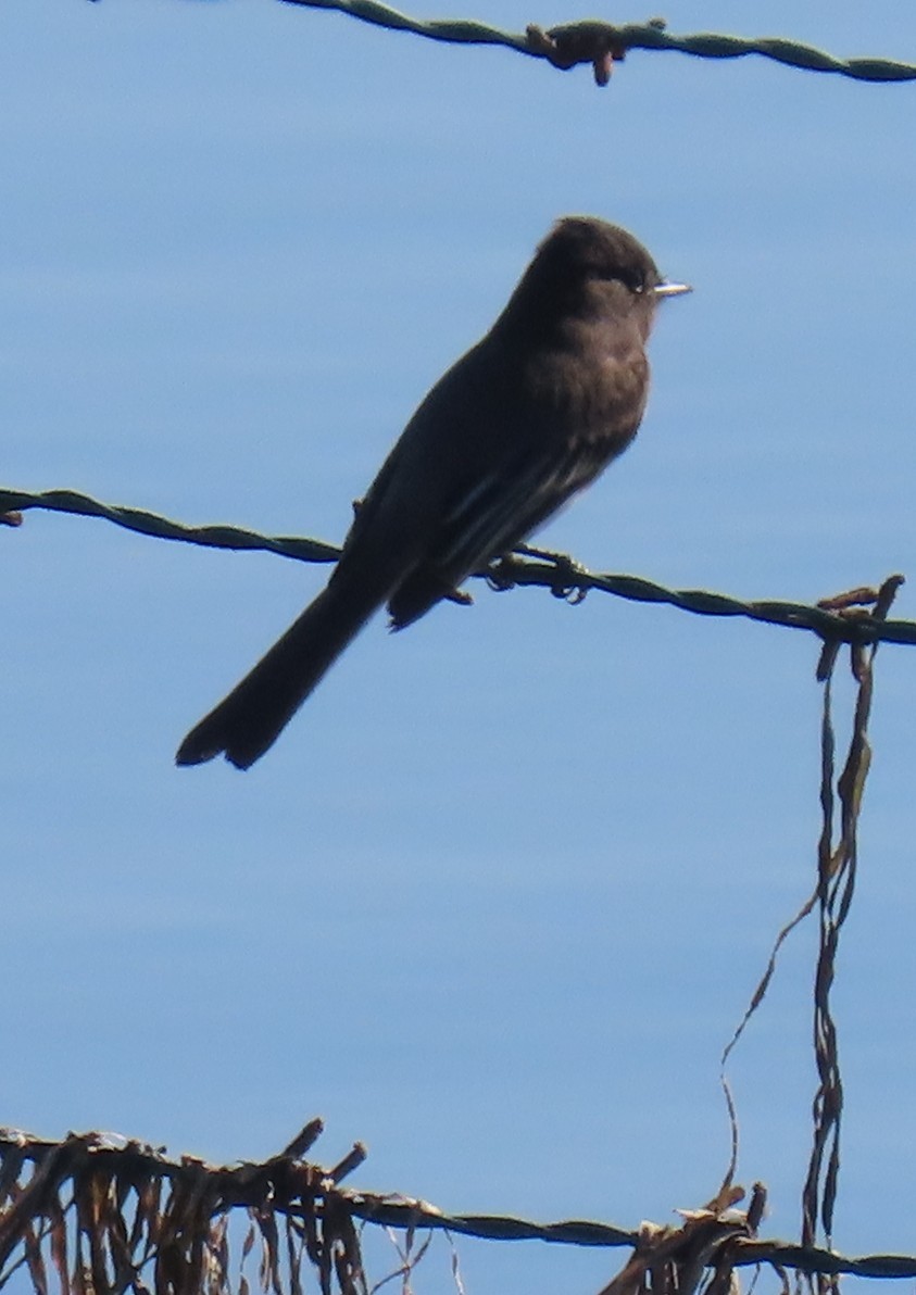 クロツキヒメハエトリ - ML646763480