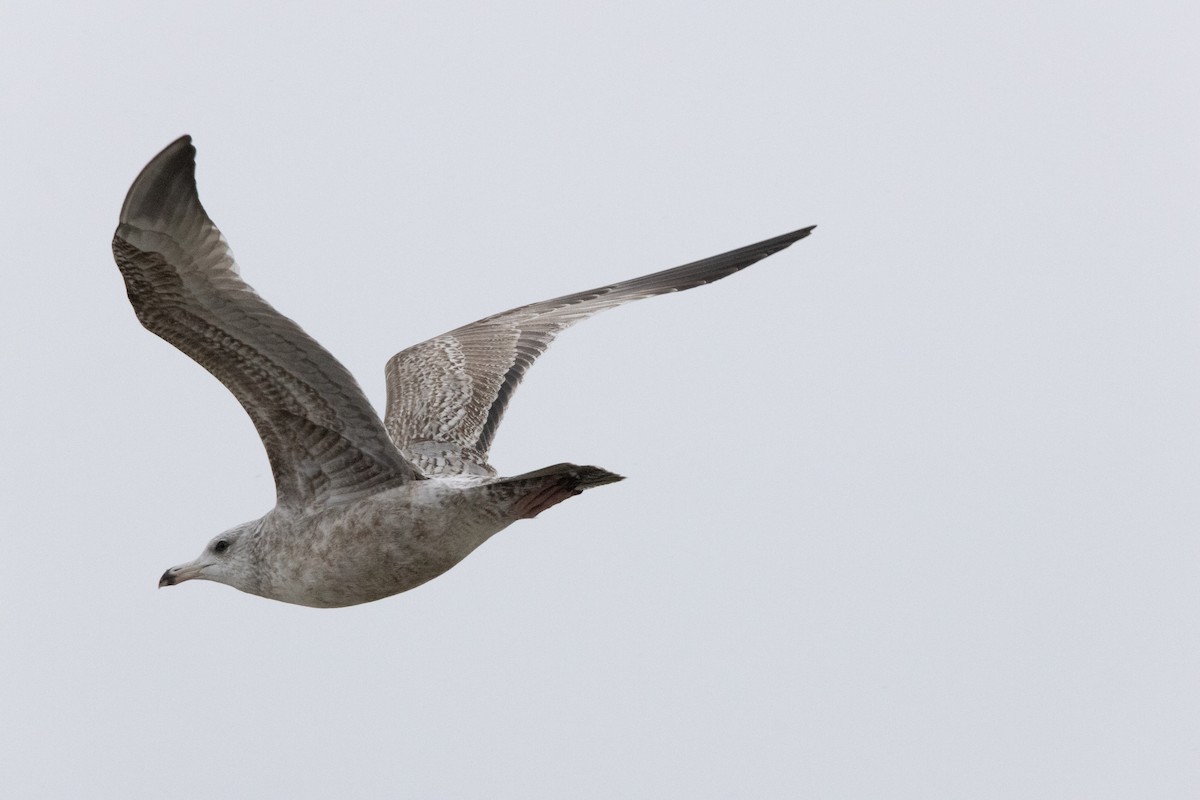 アメリカセグロカモメ - ML646763482