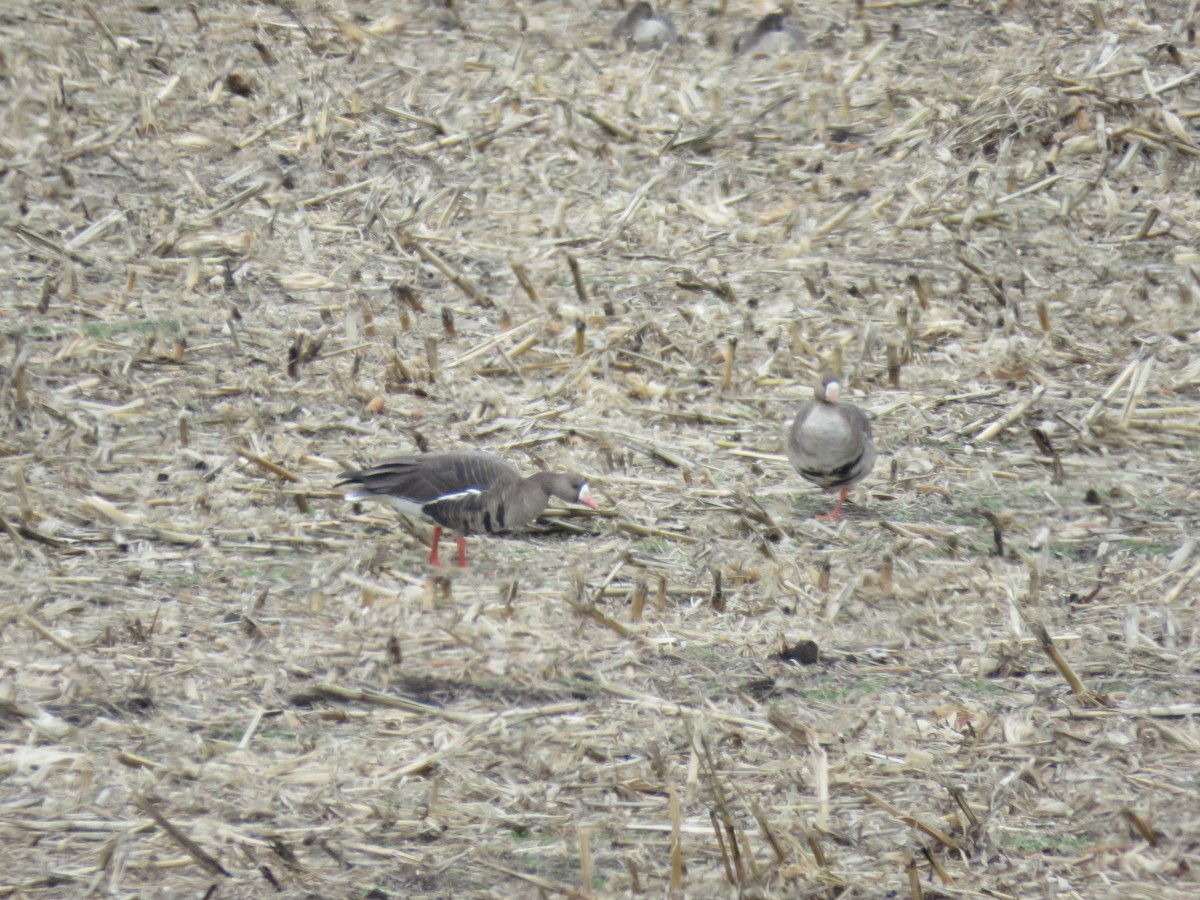 Белолобый гусь - ML646763483