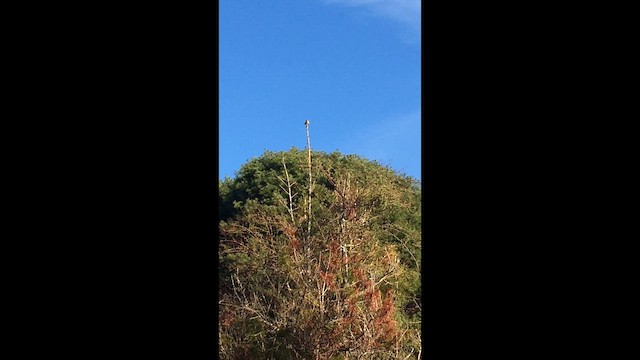 Song Sparrow - ML646763484