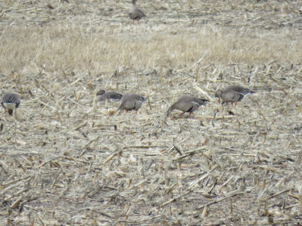 Белолобый гусь - ML646763485