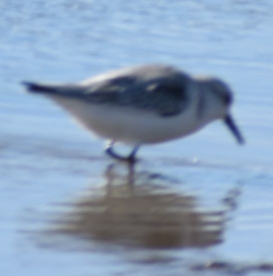 三趾濱鷸 - ML646763487