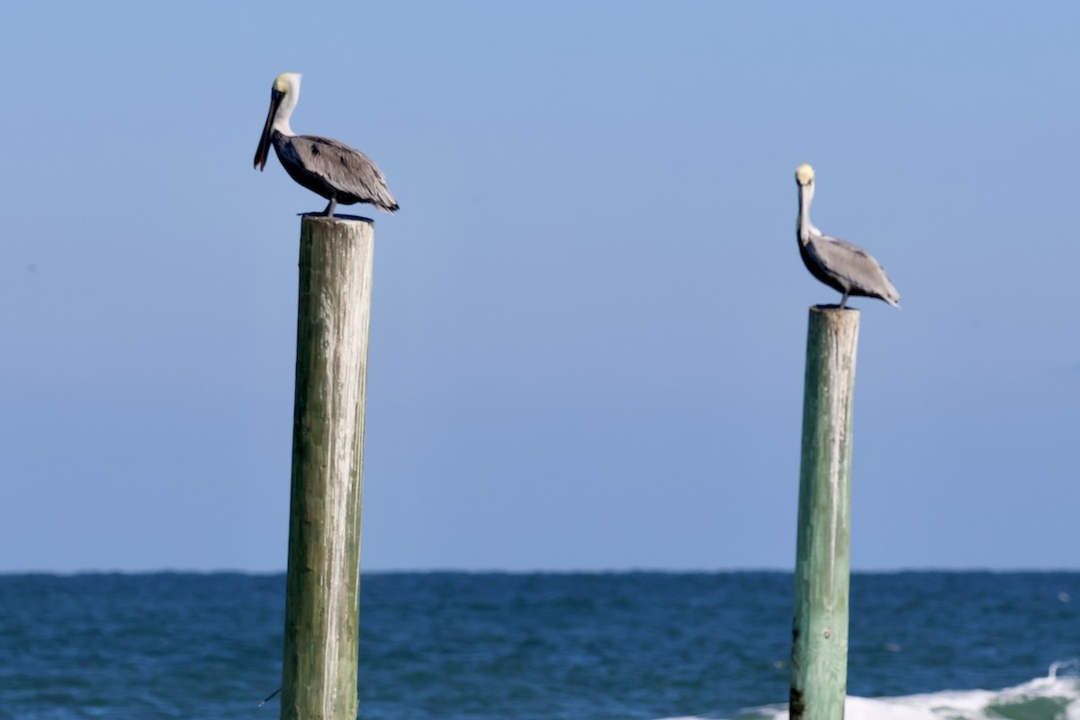Пелікан бурий - ML646763490