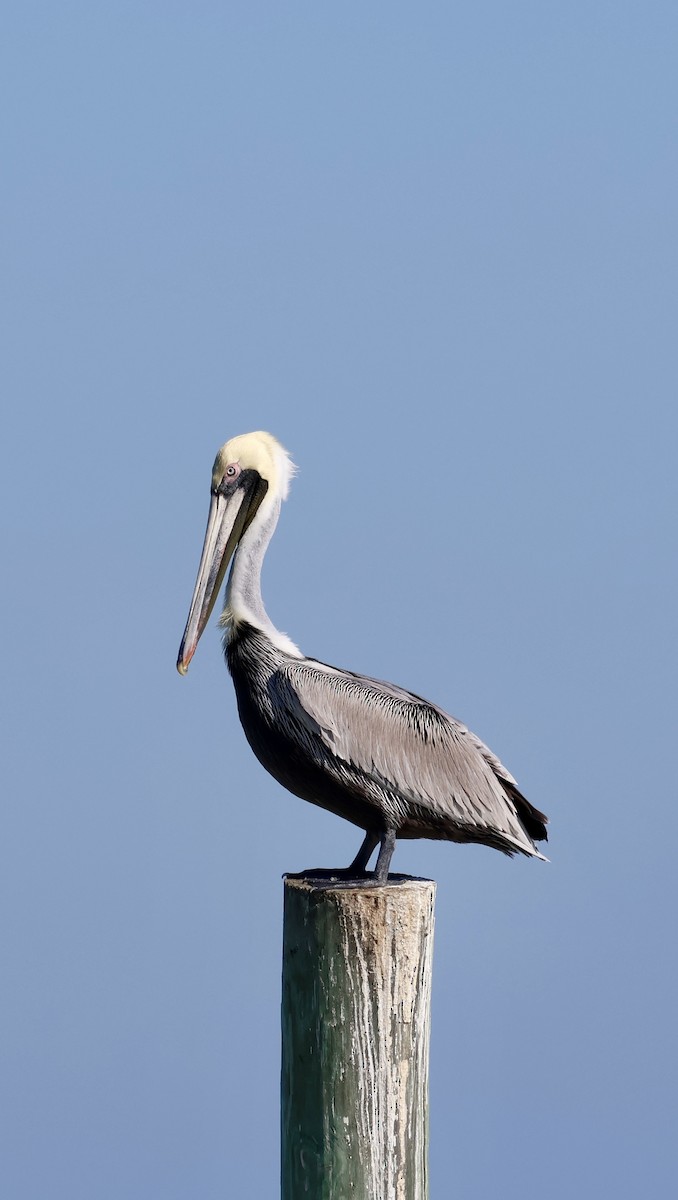 Пелікан бурий - ML646763491