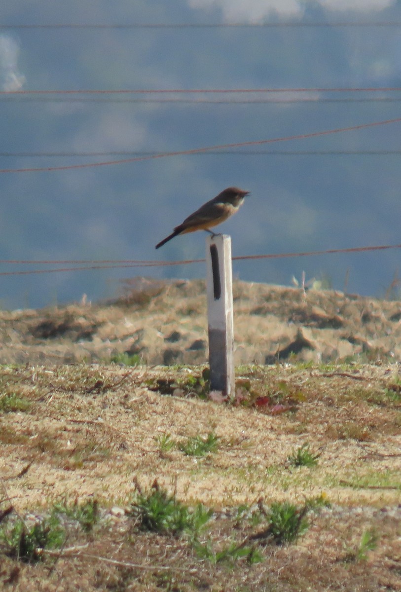 チャイロツキヒメハエトリ - ML646763492