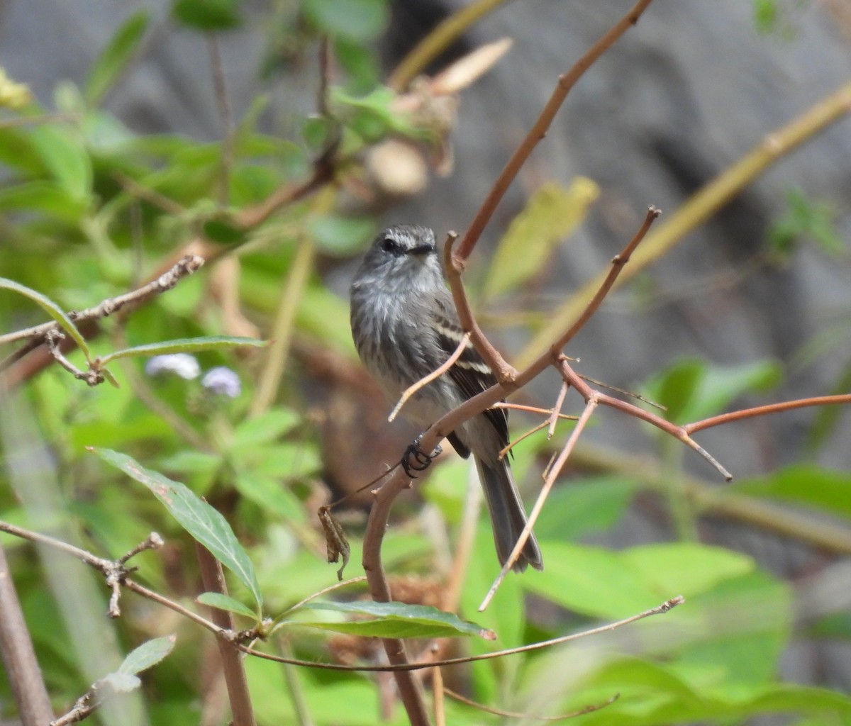 Mouse-gray Flycatcher - ML646763498