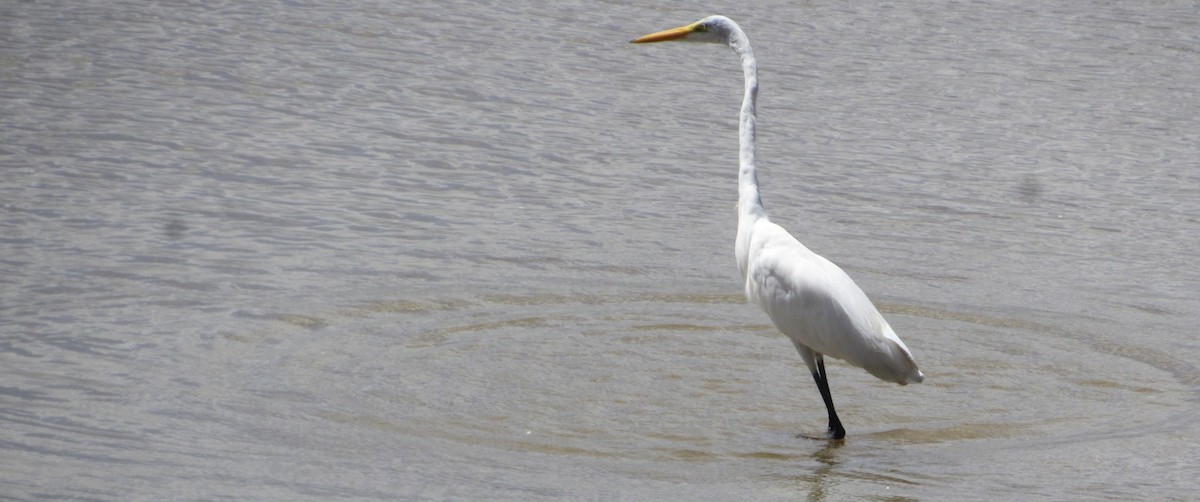 Grande Aigrette - ML646763501