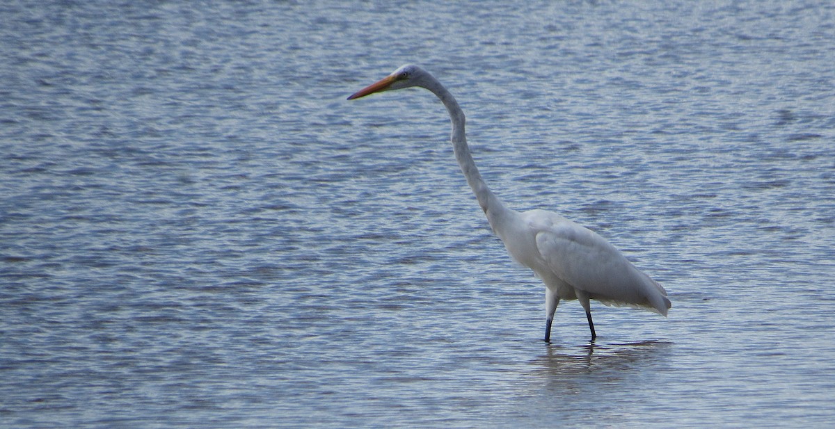 Grande Aigrette - ML646763503