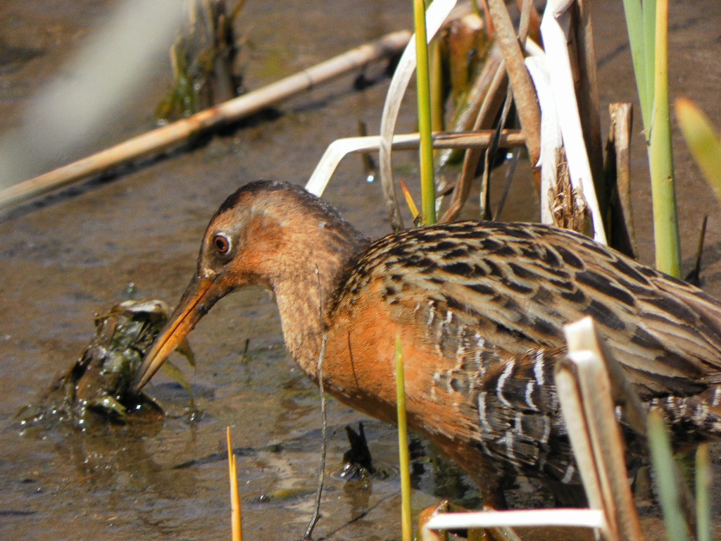 King Rail - ML646763509