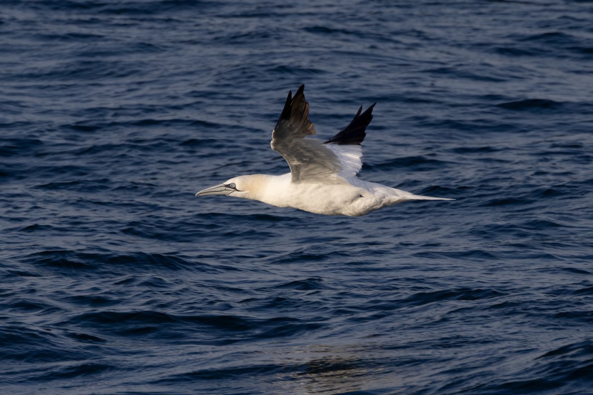 Northern Gannet - ML646763512