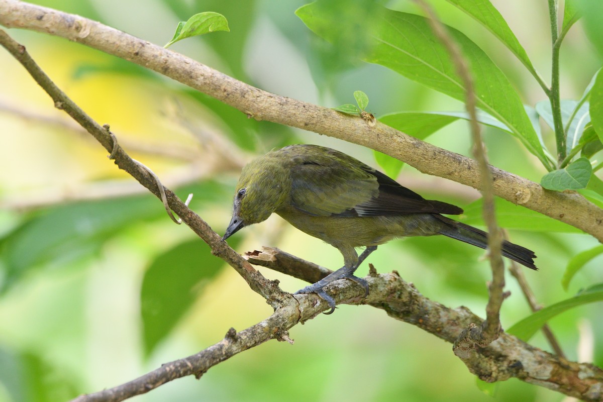 Palm Tanager - ML646763516
