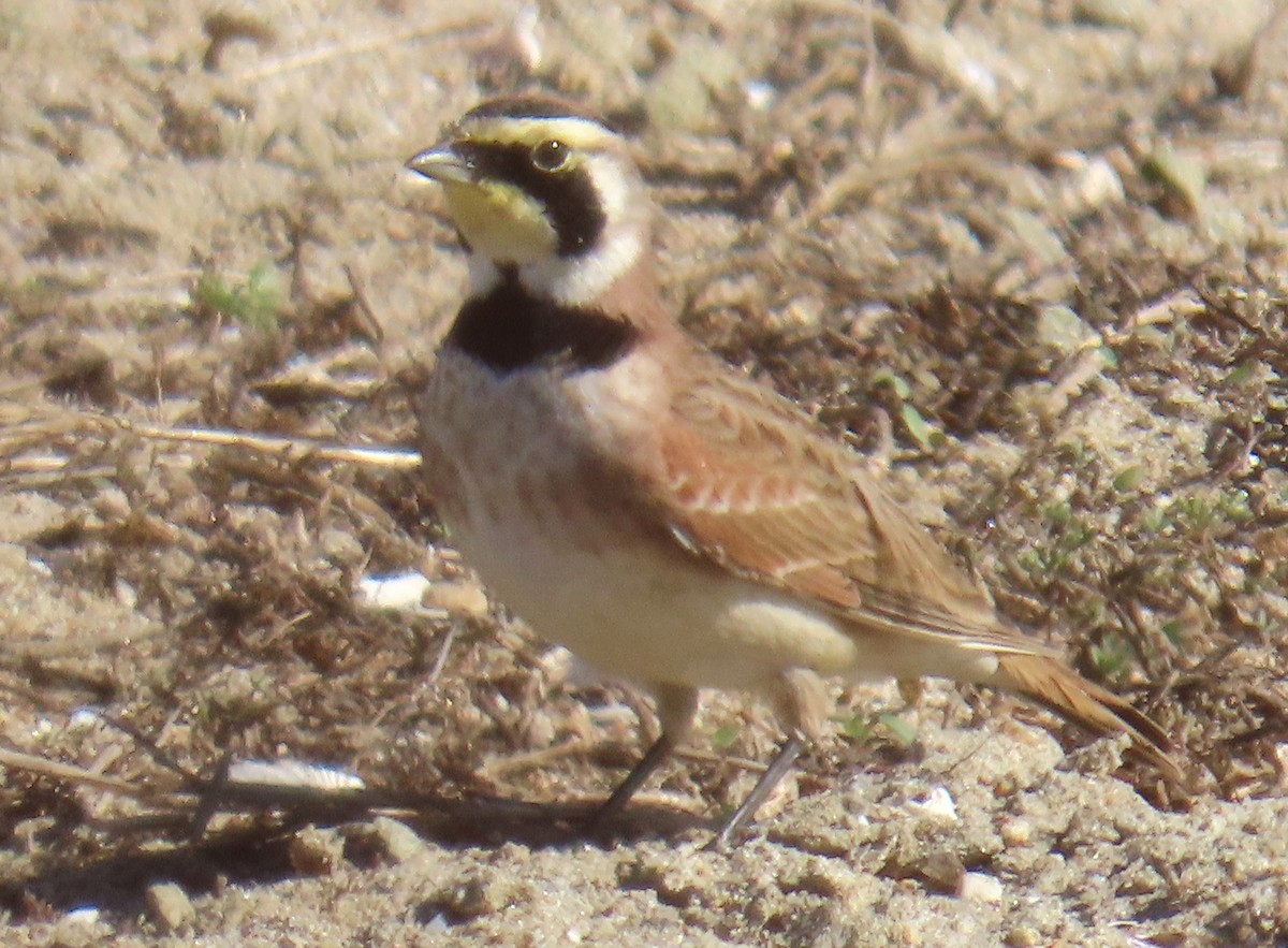 ハマヒバリ - ML646763521