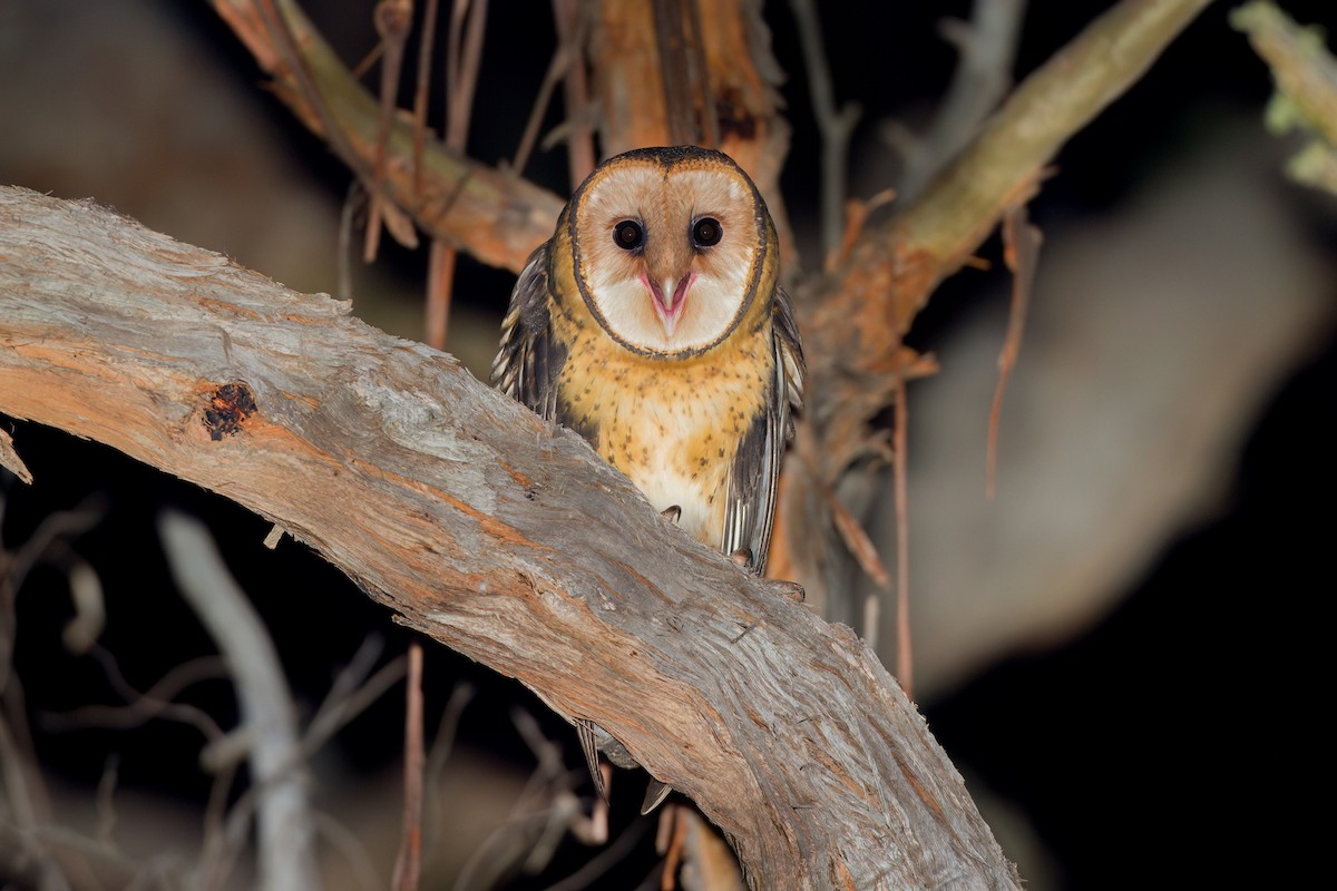 Australian Masked-Owl - ML646763522