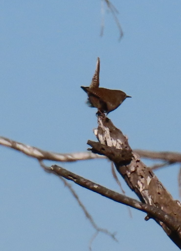 Northern House Wren - ML646763532