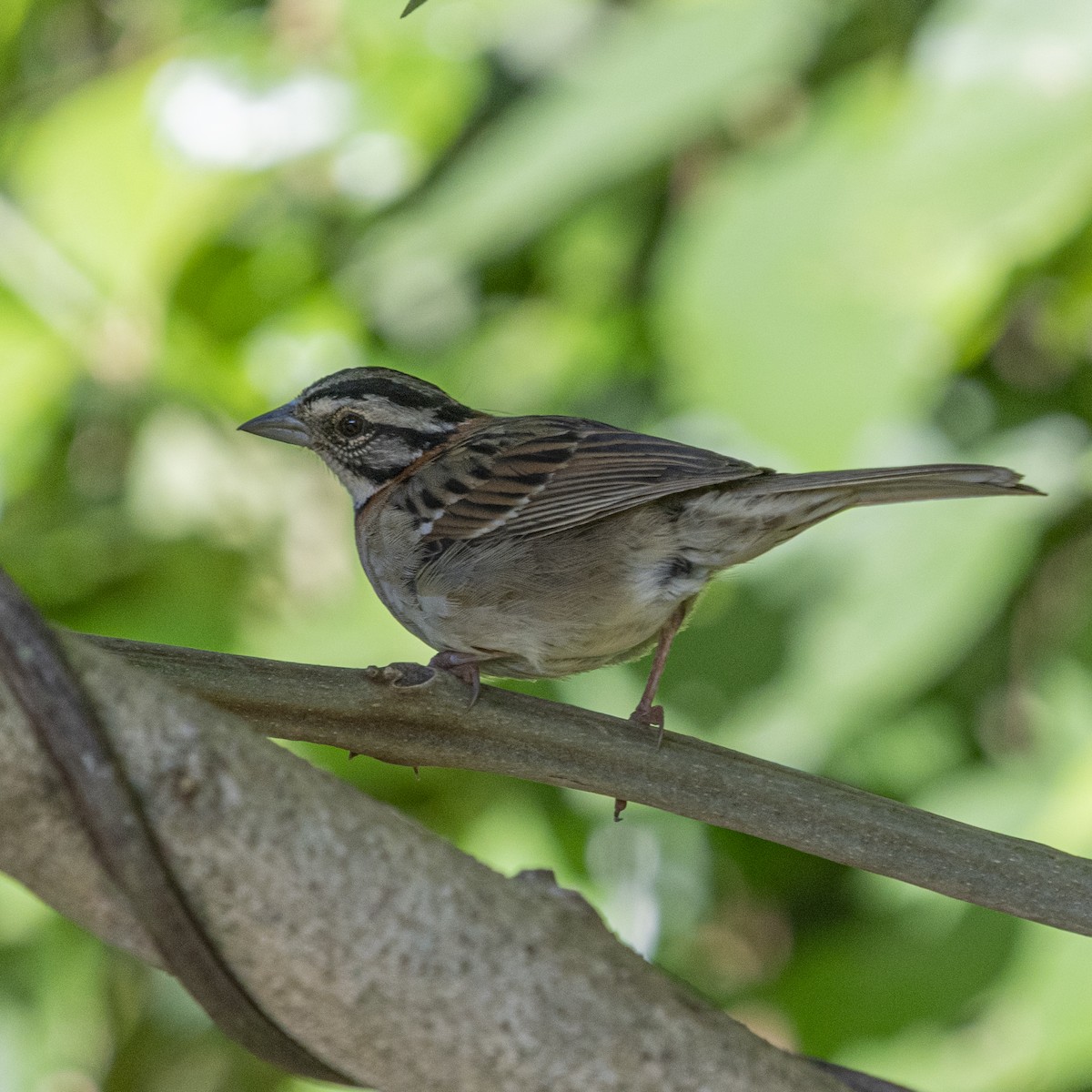 Rufous-collared Sparrow - ML646763534