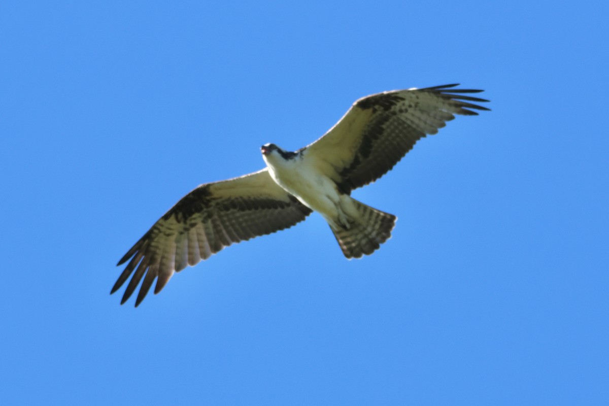 Скопа західна - ML646763535