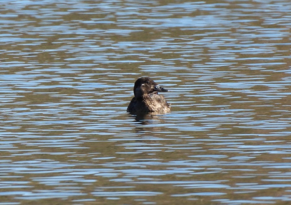 brilleand - ML646763536