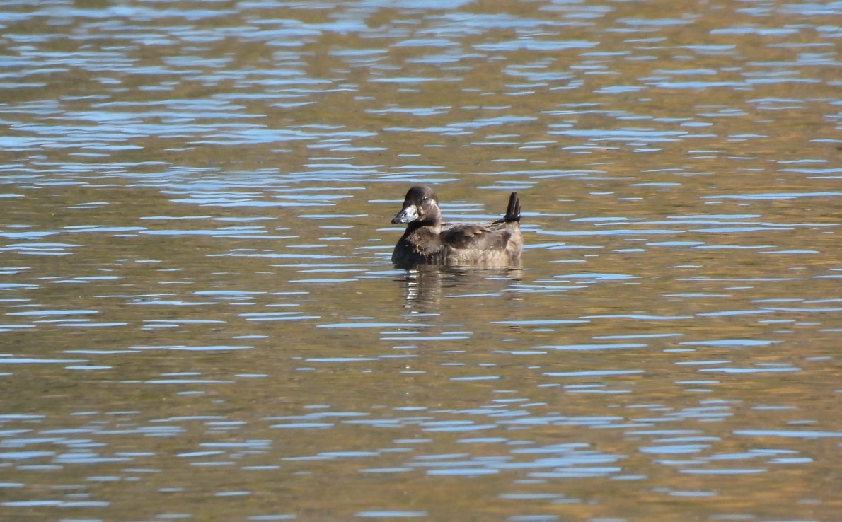 brilleand - ML646763537