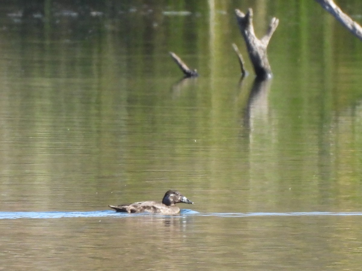 brilleand - ML646763538