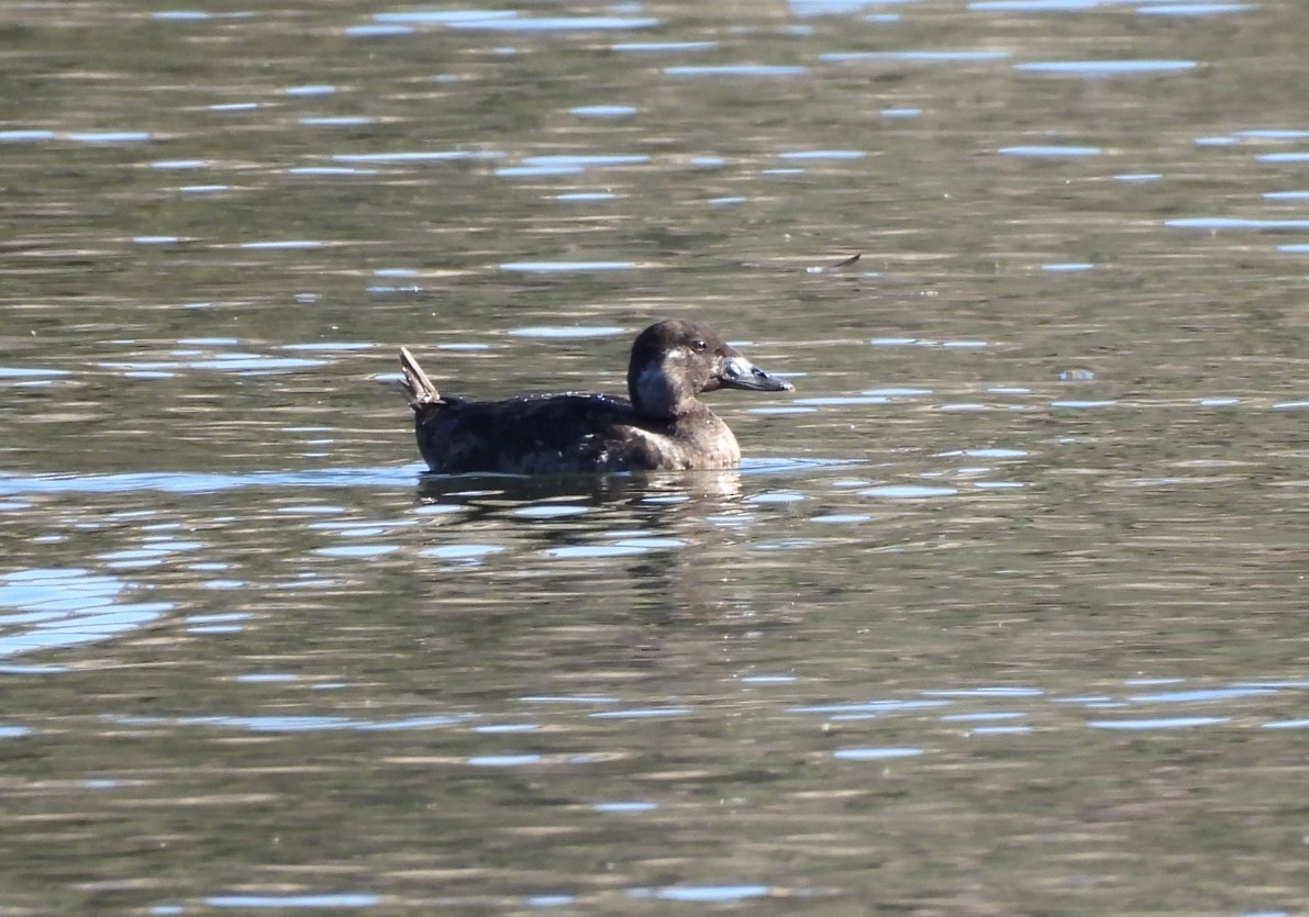 brilleand - ML646763539