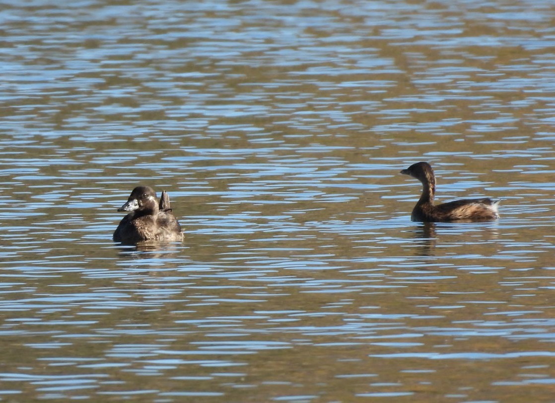 brilleand - ML646763540