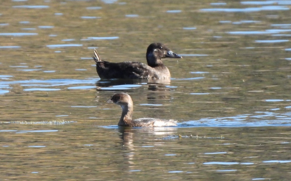 brilleand - ML646763541