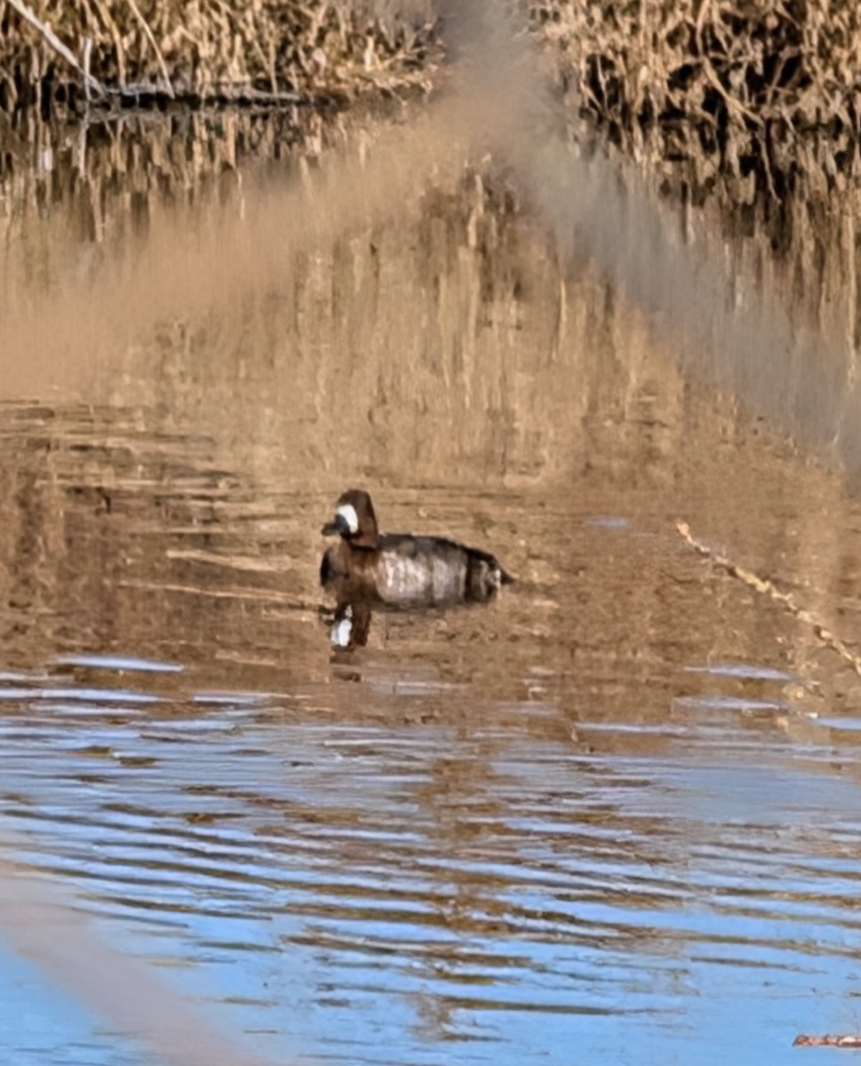 Murgilari txikia - ML646763543