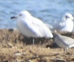 Audouin's Gull - ML646763544