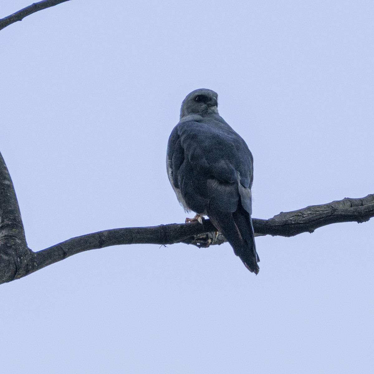 Plumbeous Kite - ML646763546