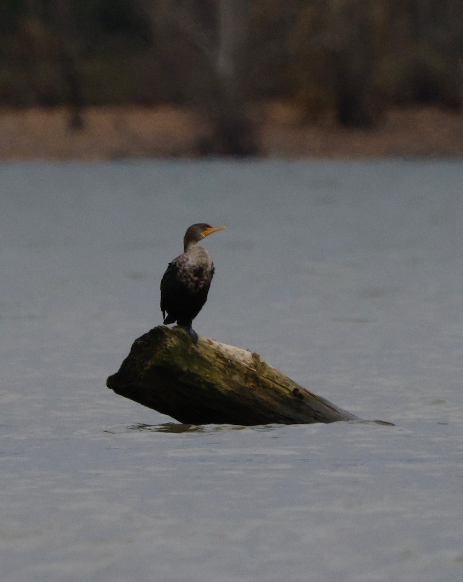 totoppskarv - ML646763548