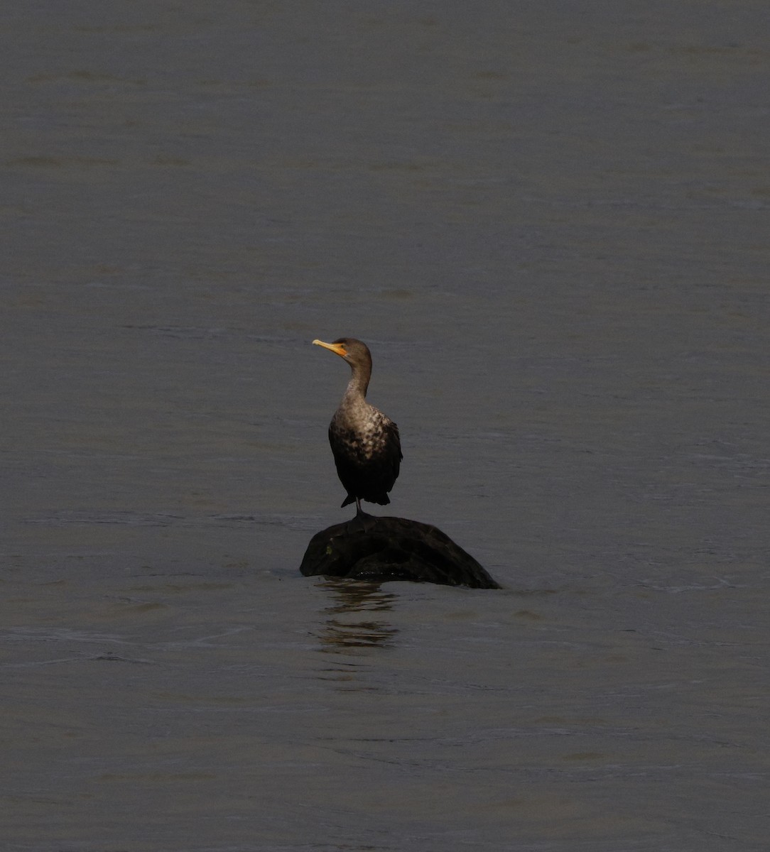 totoppskarv - ML646763549