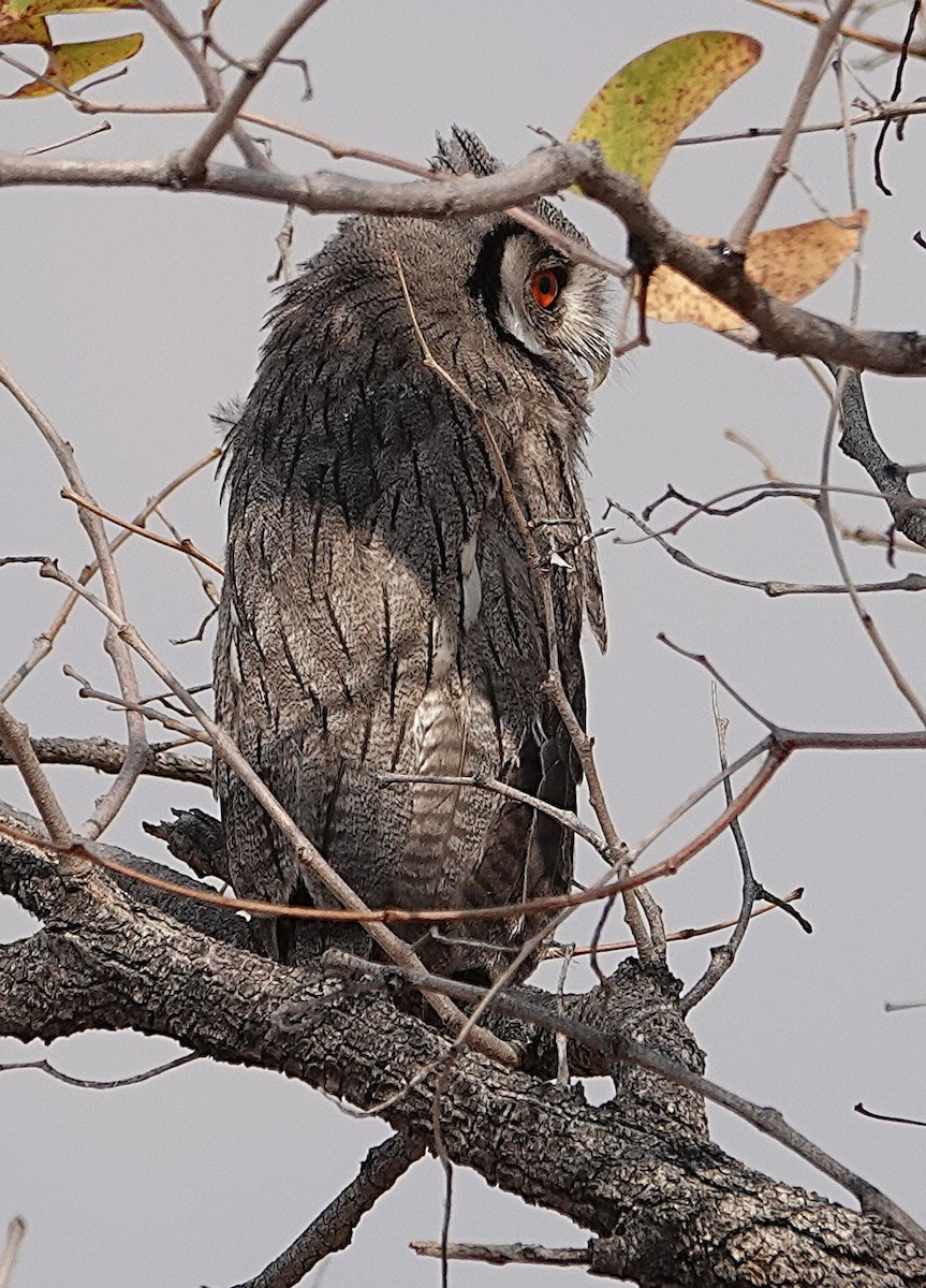 ミナミアフリカオオコノハズク - ML646763554