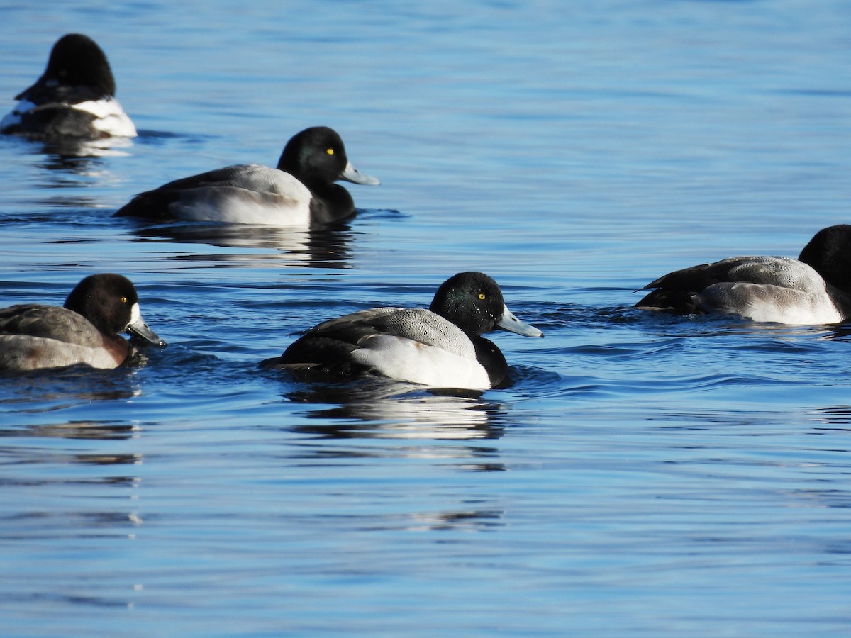 Fuligule milouinan - ML646763560