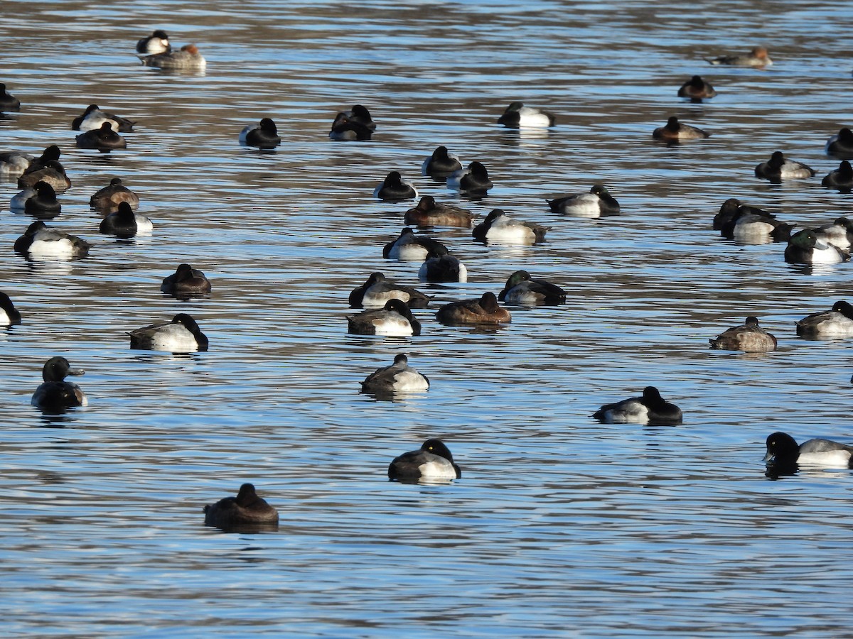 Fuligule milouinan - ML646763561