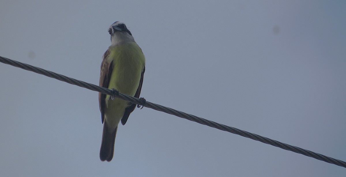 Tyran quiquivi - ML646763562