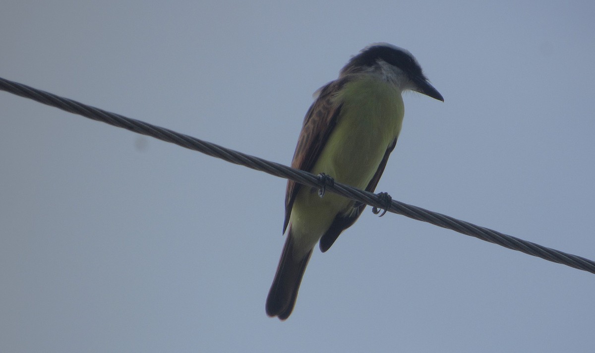 Tyran quiquivi - ML646763563