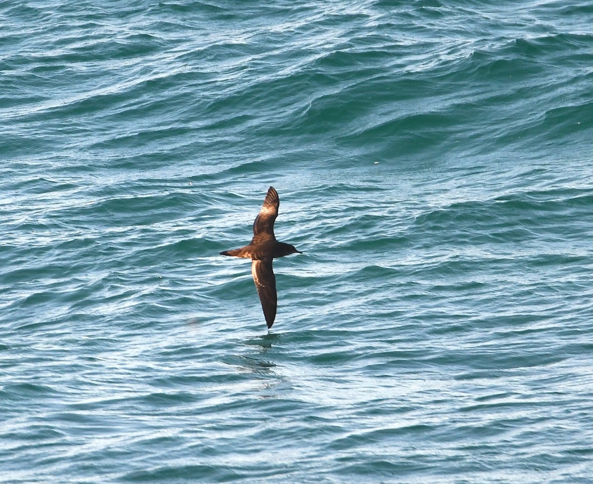 Wedge-tailed Shearwater - ML646763572