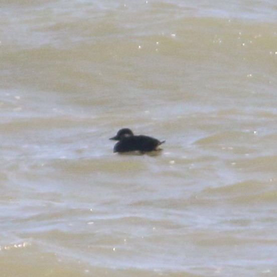 Black Scoter - ML646763575